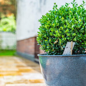 lencro_gartenbau_projekt_hausumlauf-29