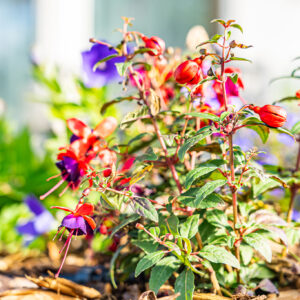 lencro_projekt_haus_mit_garten-18