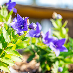 lencro_projekt_haus_mit_garten-19