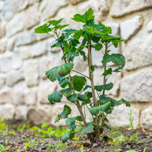 lencro_gartenbau_projekt_gartenparzelle-05