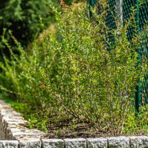 lencro_gartenbau_projekt_gartenparzelle-35