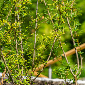 lencro_gartenbau_projekt_gartenparzelle-36