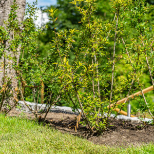 lencro_gartenbau_projekt_gartenparzelle-37