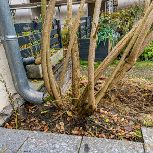 lencro_gartenbau_projekt_gewinnspiel_gala_bau_garten-05